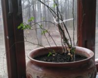 IMG-20200414-WA0008