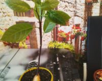 IMG-20200414-WA0010