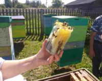 IMG_20220812_110803