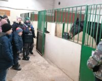 к лошадкам_3