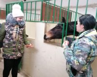 к лошадкам_4