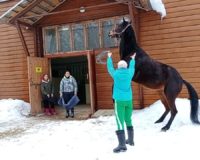к лошадкам_6
