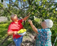 акция молодильные яблочки_11