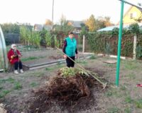 уборка урожая_2