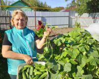 уборка урожая_9