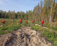 посадка саженцев_4