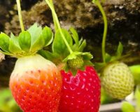 клубничная экскурсия_10