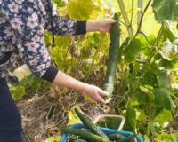 помоги соседу_2