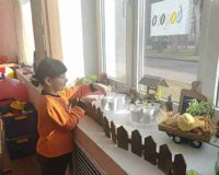 огород на подоконнике_10