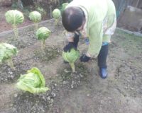 акция капустник_9